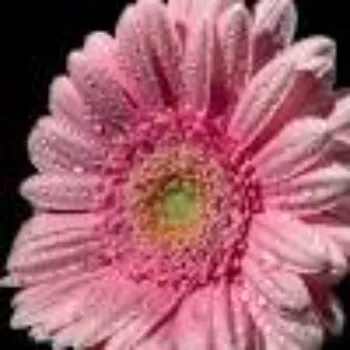 Fresh Daisy Flower